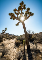 Fototapeta na wymiar Yucca trees in Joshua Tree National Park