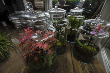 érable terrarium décoration intérieure