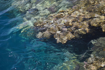 waves of the Red Sea