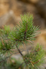 Naklejka na ściany i meble Pine branch