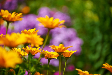 fragrant sunny flower garden