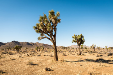 Fototapeta na wymiar Yucca trees in Joshua Tree National Park