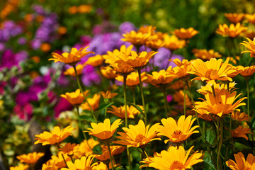 fragrant sunny flower garden
