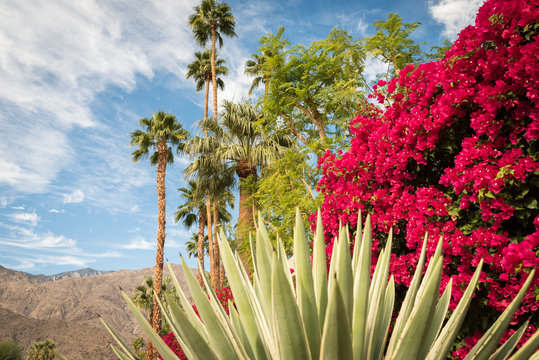 Blooming Palm Springs Landscape