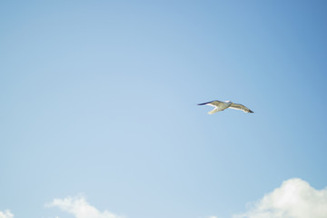 seagull against the background of the sky