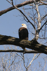 Majestic Eagle