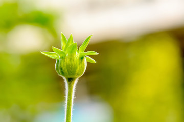 Mexican sunflower in the garden on nature background.