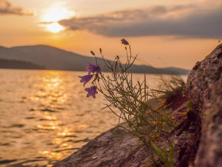 Flowers in a golden sunset