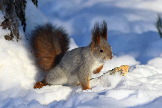 Sciurus vulgaris. Red squirrel on a frosty Sunny day
