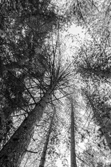 Les yeux vers le ciel