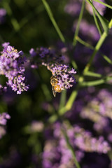Bee on Lavender Flowers