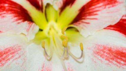 Amaryllis Minerva