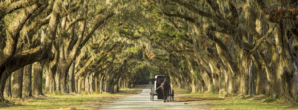 Horse Drawn Carriage On Plantation