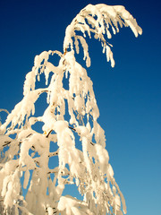 Snow-covered trees against the blue sky