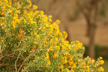 yellow flowers