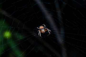 tiny little jumping spider stays on its web and leaf. close up macro