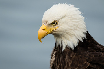Bald eagle portrait, head and shoulders, side view 