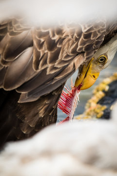 Bald eagle eating bone, close up, cropped 