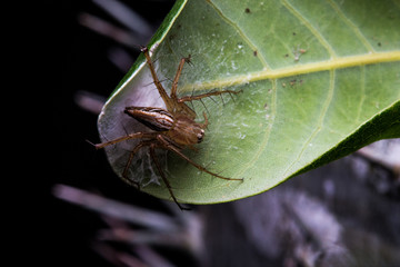 tiny little jumping spider stays on its web and leaf. close up macro