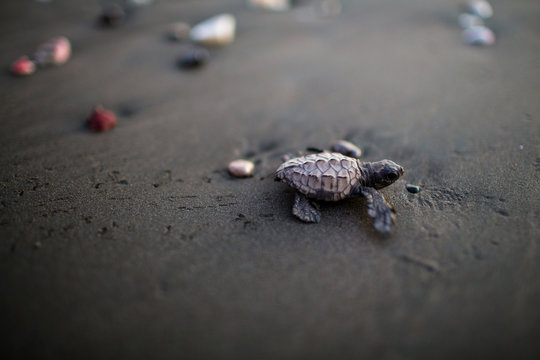Turtle hatchling walking on sand 