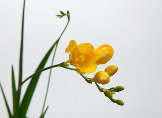 Flower spike of yellow freesia on a light background