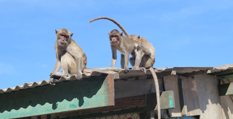 Monkeys sitting on the roof