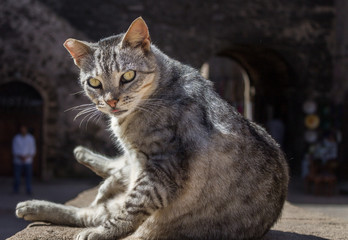 Obraz premium Striped cat on the street in Essaouira, Morocco