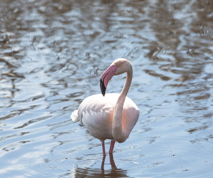Flamingo is reflected in the water of a pond