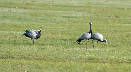 Demoiselle cranes (Anthropoides virgo) in the field, Kalmykia, Russia