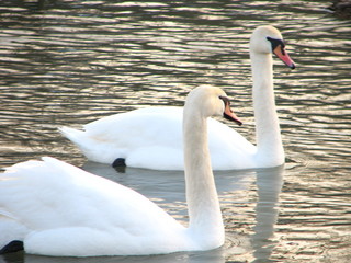 Obraz premium white swans floating the river