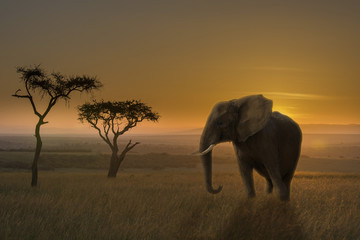 Plakat Elephant sunset