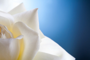 Fototapeta na wymiar white rose flower on blue background