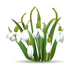 Beautiful snowdrops with green leaves. Isolated on white background. Vector illustration.