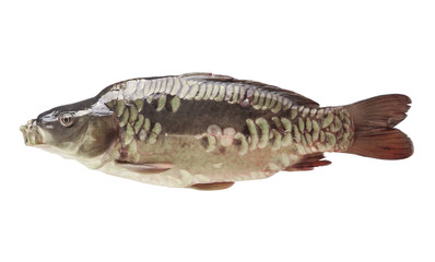 Fresh fish carp on a white isolated