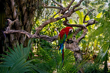 large red and green macaws in the rainforest