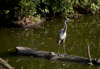 Heron 1