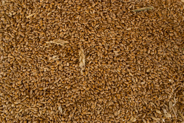  texture of the grain of wheat