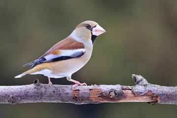 Coccothraustes coccothraustes, Hawfinch, sitting on a tree stump. Wildlife. Europe, country slovakia. Snow background.
