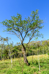 Woodland & young mahogany tree saplings in Escuintla, Guatemala, Central America