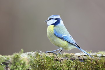 Parus major, Blue tit . Wildlife landscape, titmouse sitting on a branch moss-grown..  Europe, country Slovakia.
