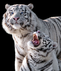 White tigers Panthera tigris bengalensis isolated on black