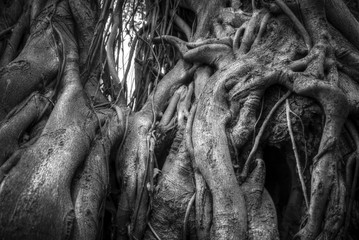  Black and white photography