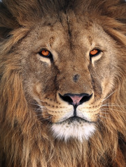 Lion great king portrait
