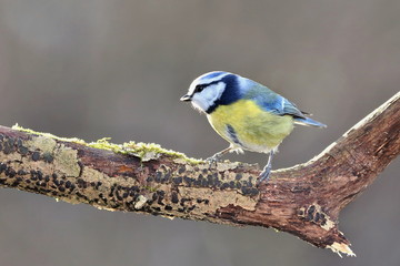 Parus major, Blue tit . Wildlife landscape, titmouse sitting on a branch moss-grown..  Europe, country Slovakia.