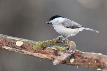 Parus major, Blue tit . Wildlife landscape, titmouse sitting on a branch moss-grown..  Europe, country Slovakia.