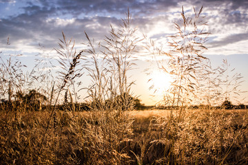 Fototapeta premium Landscape