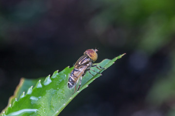 close up macro honey bee stays on leaf