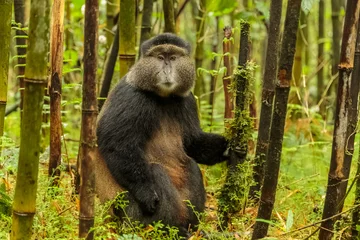 Photo sur Plexiglas Singe Singe doré rwandais assis au milieu de la forêt de bambous, Rwanda
