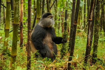 Rwandan golden monkey sitting in the middle of bamboo forest, Rwanda