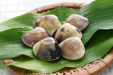 meretrix lamarckii, chousen hamaguri, japanese clams